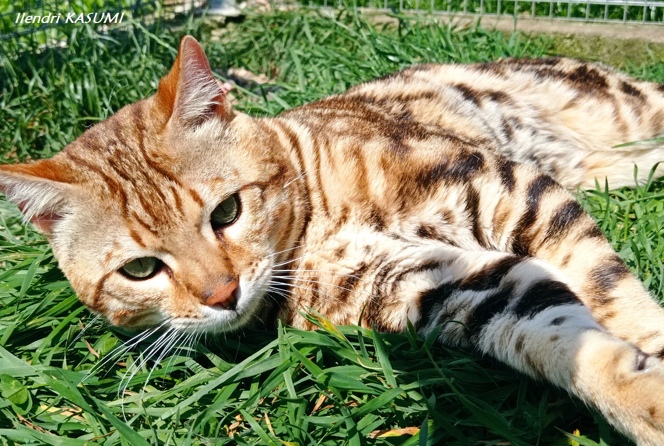  BENGAL